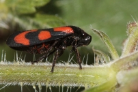 *(28240) Une femelle de Cercope sanguin (Homoptre - Cercopidae - Cercopis vulnerata)